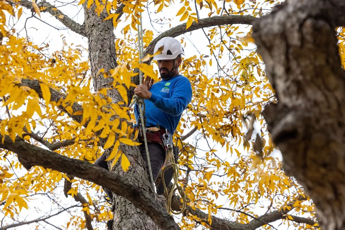Skilled Tree Pruning crew working in Pueblo Of Acoma