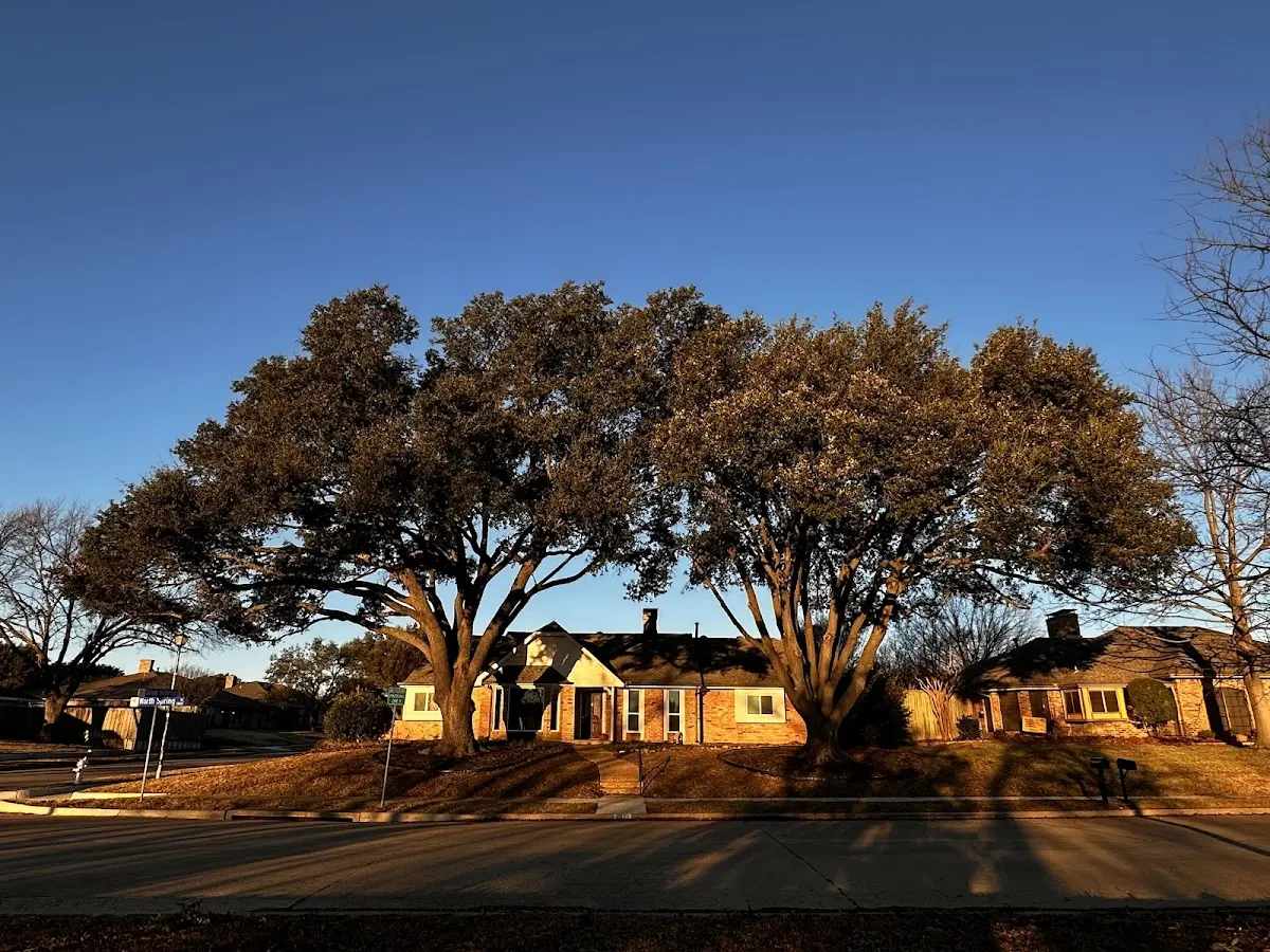 Established residential canopy tree shading a home in Pueblo Of Acoma